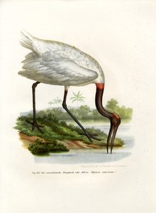 Ibis Madera Americano, 1864